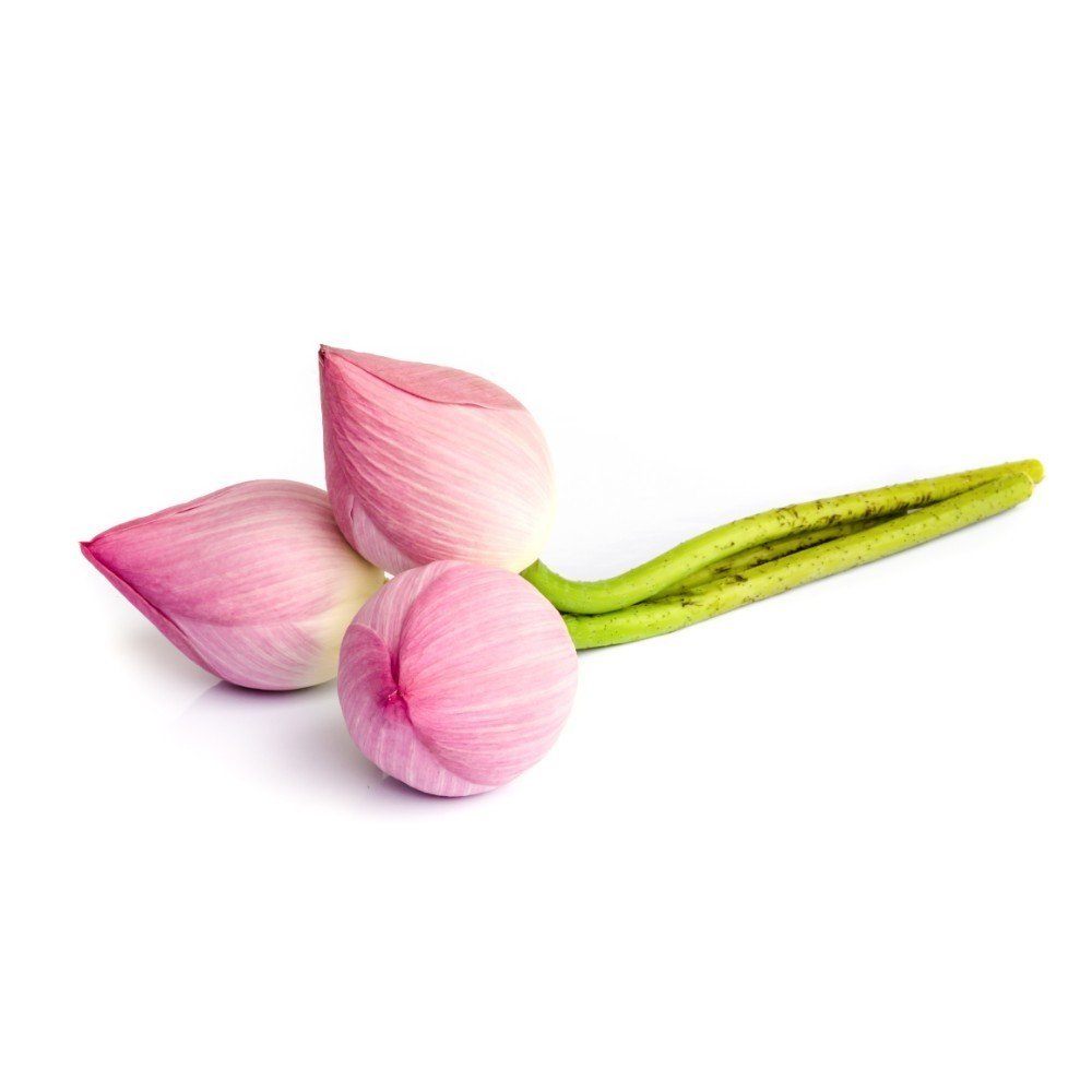 Buy Online Lotus Flower Buds தாமரை மொட்டு from AptsoMart Online Grocery shopping Store Coimbatore, Salem, Chennai and Dindigul